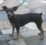 Cachorro raça Pinscher idade 3 anos nome milli