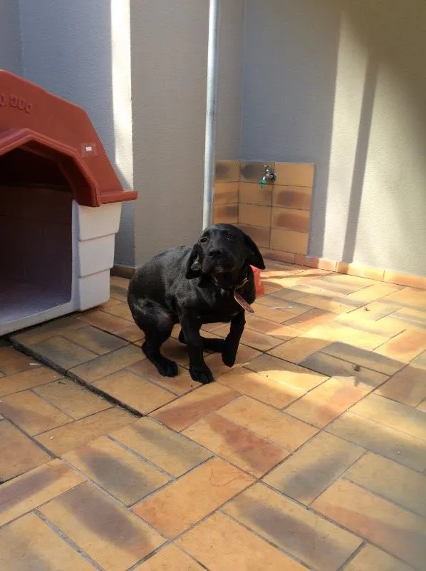 Cachorro ra a Labrador idade 2 a 6 meses nome Mac gregor