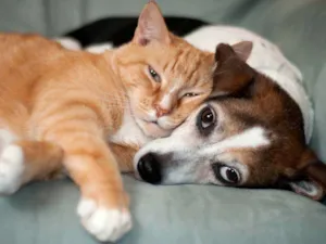 Cachorro raça Diversas idade  nome Vários