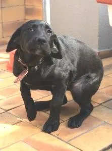 Cachorro raça Labrador idade 2 a 6 meses nome Mac gregor