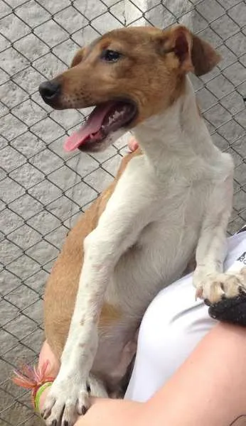 Cachorro ra a SRD idade 2 a 6 meses nome Olaff
