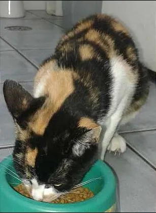 Gato ra a srd idade 1 ano nome cristal