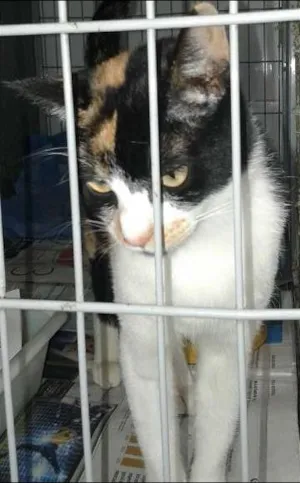 Gato raça srd idade 1 ano nome cristal