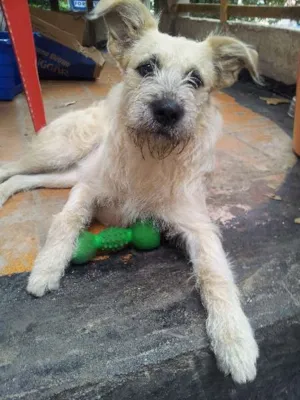 Cachorro raça SRD idade 7 a 11 meses nome Fiona