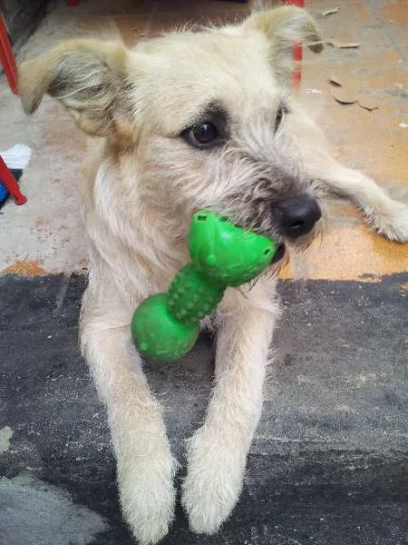 Cachorro raça SRD idade 7 a 11 meses nome Fiona