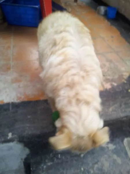 Cachorro raça SRD idade 7 a 11 meses nome Fiona