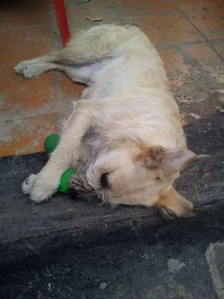 Cachorro raça SRD idade 7 a 11 meses nome Fiona