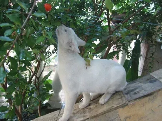 Gato raça Sr idade 2 anos nome honey