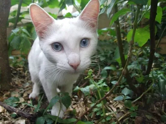 Gato raça Sr idade 2 anos nome honey