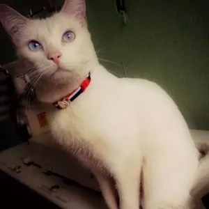 Gato raça Sr idade 2 anos nome honey