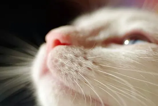 Gato raça Sr idade 2 anos nome honey