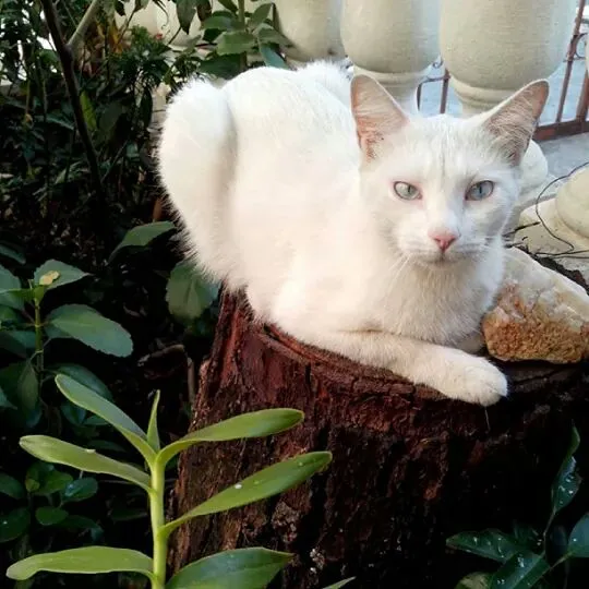 Gato raça Sr idade 2 anos nome honey