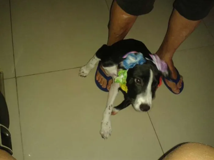 Cachorro ra a mestiça idade 1 ano nome Lindinha