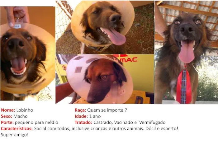 Cachorro ra a SRD idade 1 ano nome Lobinho