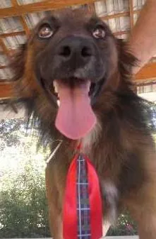 Cachorro raça SRD idade 1 ano nome Lobinho