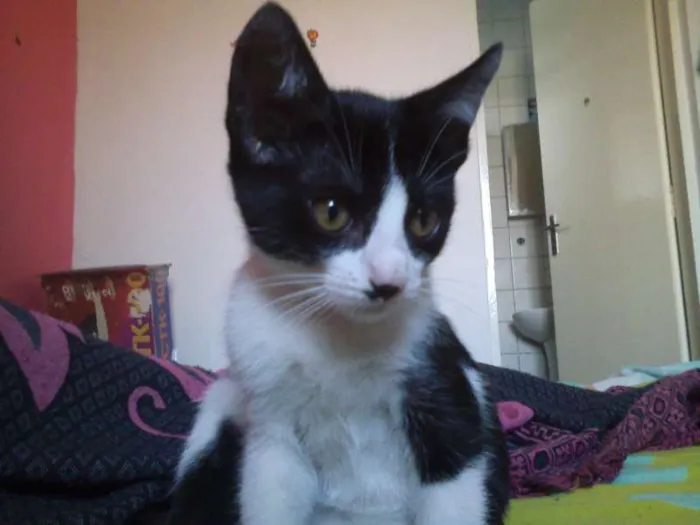 Gato ra a SRD idade 2 a 6 meses nome Princesa