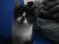 Mel