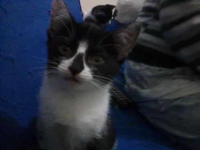 Gato ra a SRD idade 2 a 6 meses nome Mel