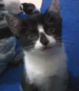 Mel