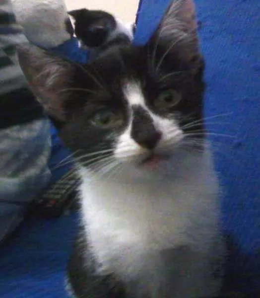 Gato ra a SRD idade 2 a 6 meses nome Mel