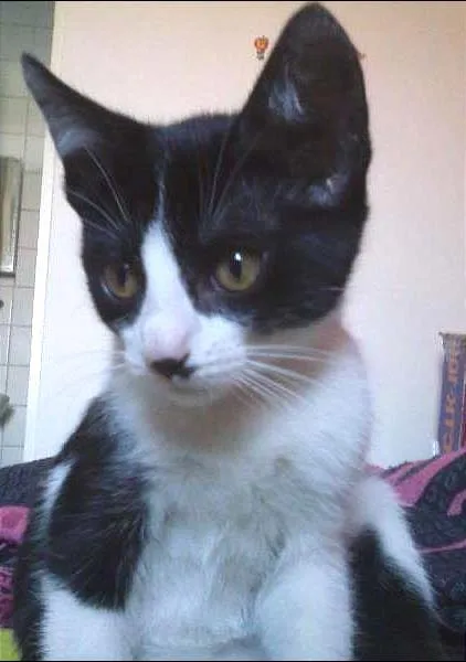 Gato ra a SRD idade 2 a 6 meses nome Princesa