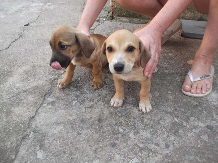 Cachorro ra a srd idade 2 a 6 meses nome cabeção, gigante, b