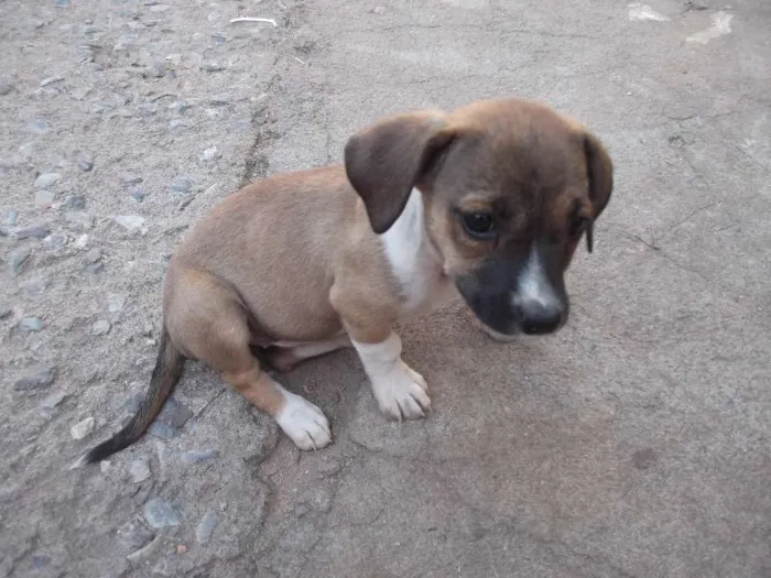 Cachorro ra a srd idade 2 a 6 meses nome cabeção, gigante, b