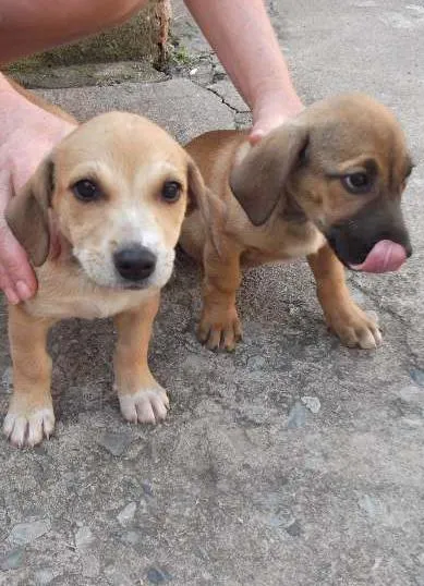 Cachorro ra a srd idade 2 a 6 meses nome cabeção, gigante, b