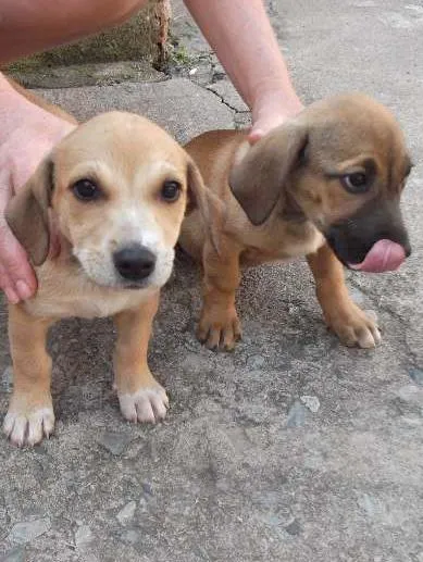 Cachorro ra a srd idade 2 a 6 meses nome cabeção, gigante, b