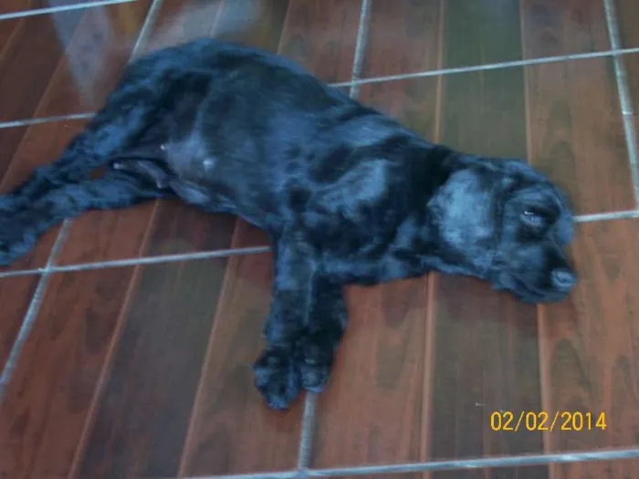 Cachorro raça Cocker idade 6 ou mais anos nome Mel