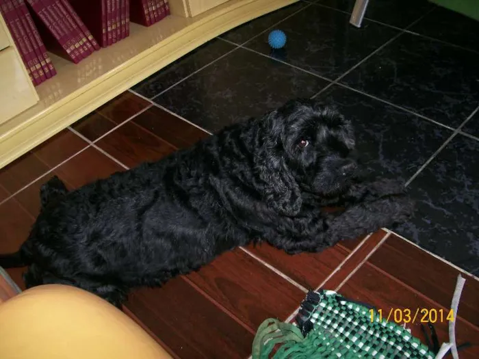 Cachorro raça Cocker idade 6 ou mais anos nome Mel