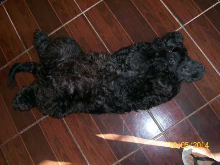 Cachorro raça Cocker idade 6 ou mais anos nome Mel