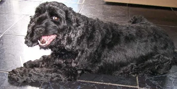 Cachorro raça Cocker idade 6 ou mais anos nome Mel