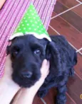 Mel