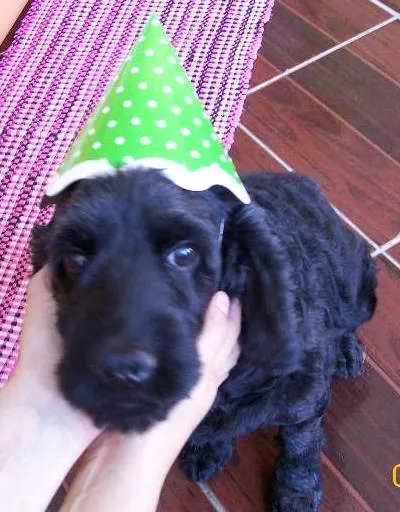 Cachorro raça Cocker idade 6 ou mais anos nome Mel