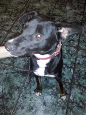 Cachorro raça Mix Bull terrier idade 7 a 11 meses nome Perola