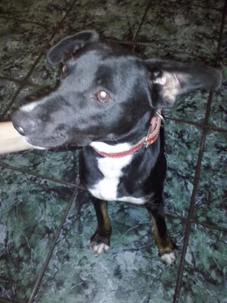 Cachorro ra a Mix Bull terrier idade 7 a 11 meses nome Perola
