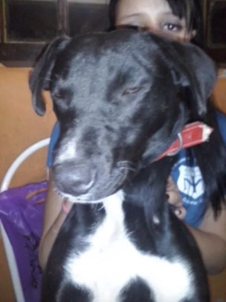 Cachorro ra a Mix Bull terrier idade 7 a 11 meses nome Perola