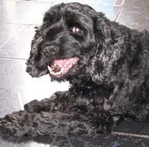 Cachorro raça Cocker idade 6 ou mais anos nome Mel