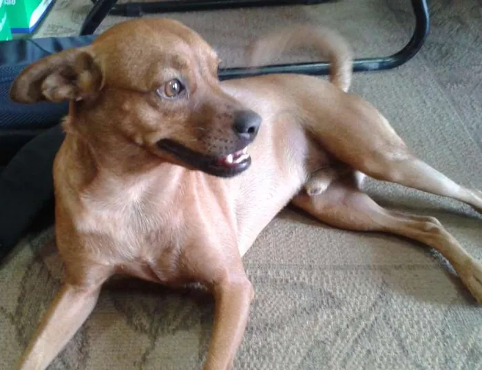 Cachorro ra a VIRALATA idade 2 anos nome LINO e DINA GRATIFICA