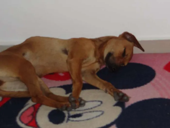 Cachorro ra a SRD idade 2 anos nome carinhosa