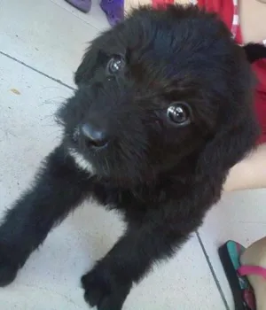 Cachorro raça viralata misturado com poodle idade Abaixo de 2 meses nome Maylow