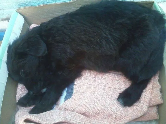 Cachorro ra a viralata misturado com poodle idade Abaixo de 2 meses nome Maylow