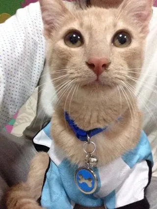 Gato ra a SRD idade 7 a 11 meses nome Chorão