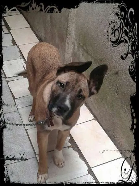 Cachorro raça Boxer idade 7 a 11 meses nome thaor