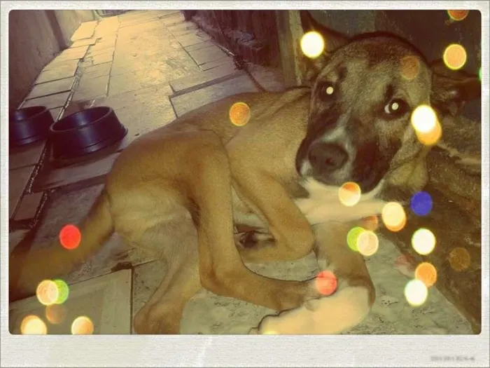 Cachorro raça Boxer idade 7 a 11 meses nome thaor