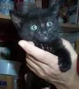 Gato ra a não tem  idade Abaixo de 2 meses nome não tem 