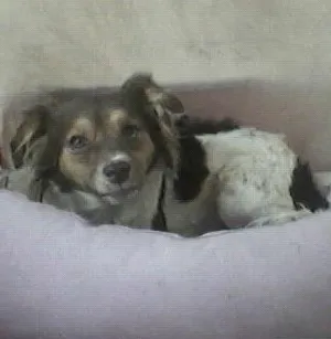 Cachorro raça SRD idade 4 anos nome Mary