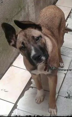 Cachorro raça Boxer idade 7 a 11 meses nome thaor