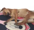 carinhosa